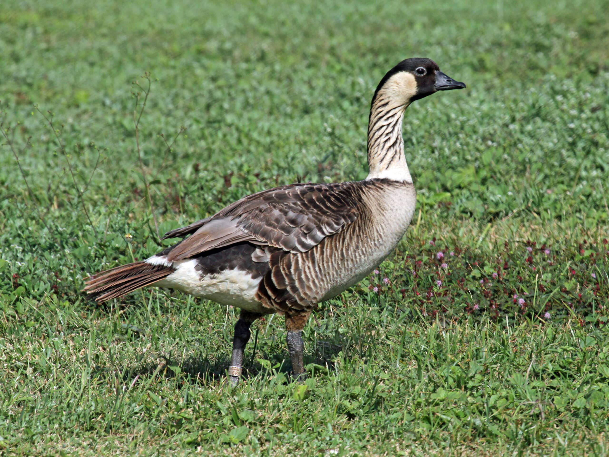 nene rwd4c nene rwd4c Hawaiian Goose (Nene)