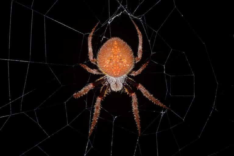 file:tropical orb weaver (eriophora ravilla).jpg