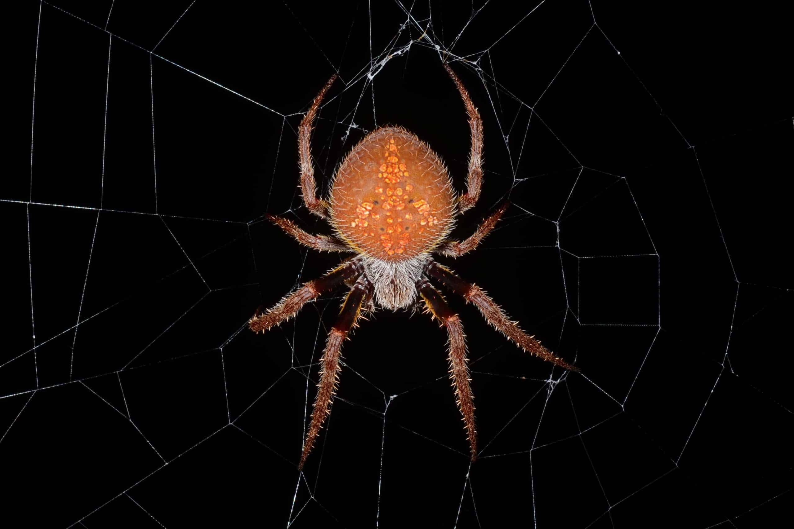file:tropical orb weaver (eriophora ravilla).jpg