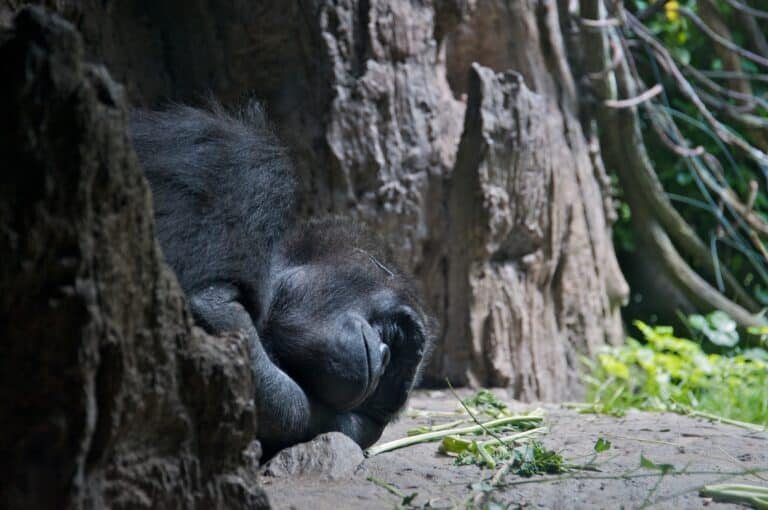 western lowland gorilla at bronx zoo 1