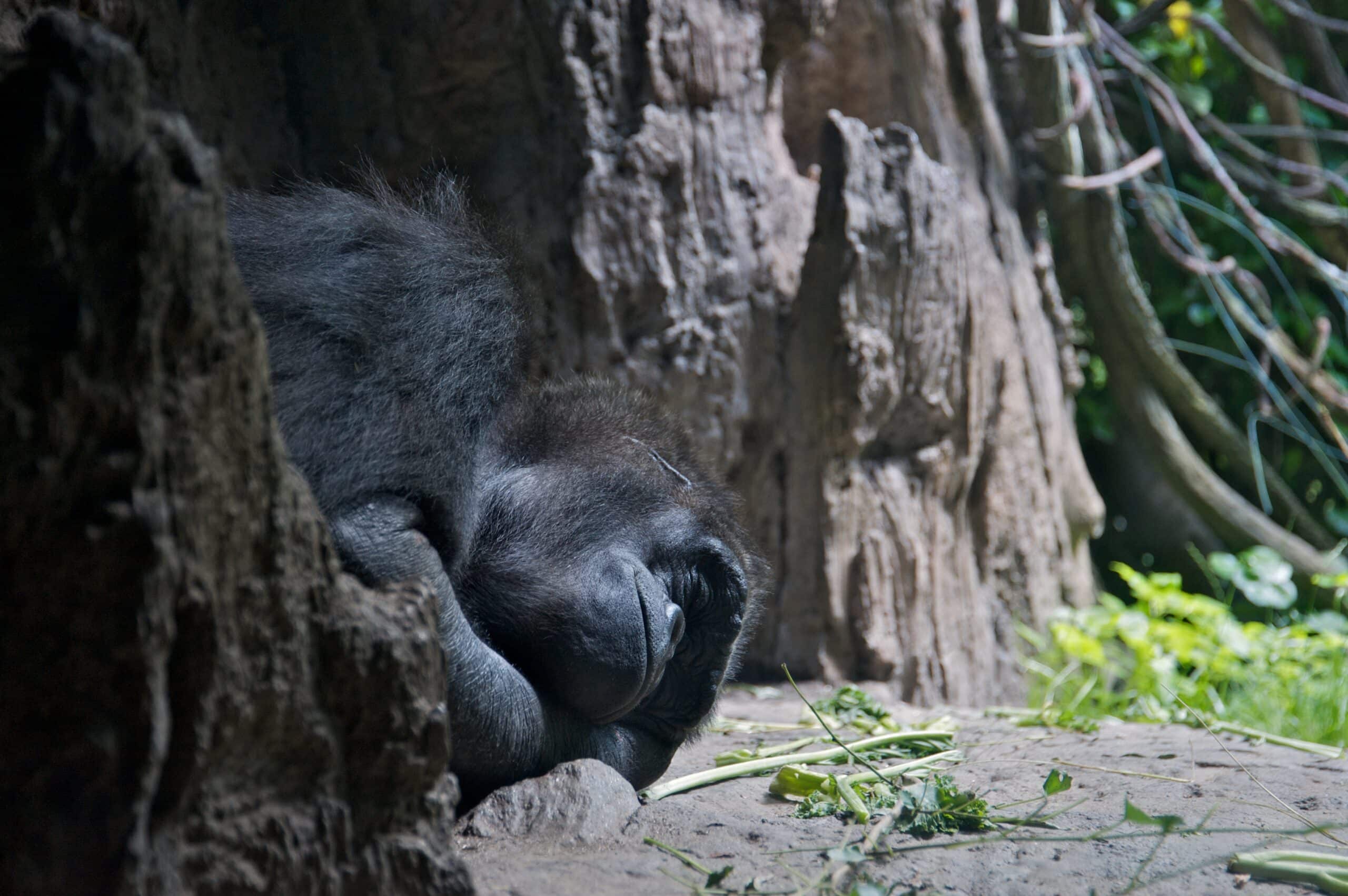 western lowland gorilla at bronx zoo 1