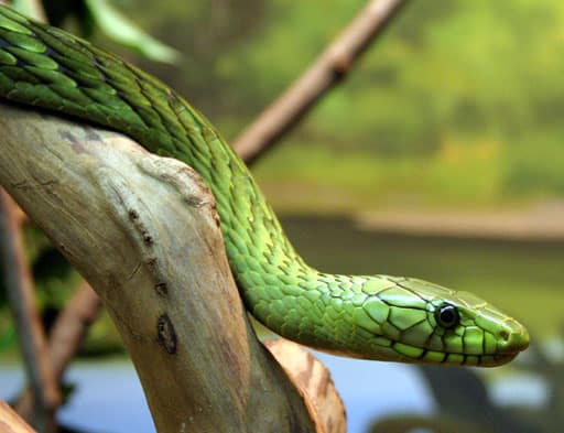 dendroaspis viridispcca20051227 1887b dendroaspis viridispcca20051227 1887b