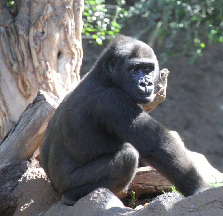 gorilla gorilla western lowland gorilla loroparque img 4905 juvenile