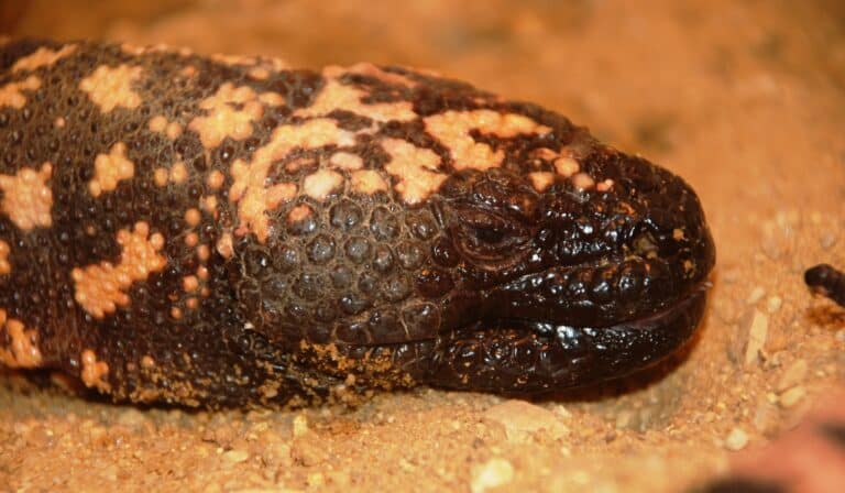 file:washington dc zoo gila monster 1.jpg