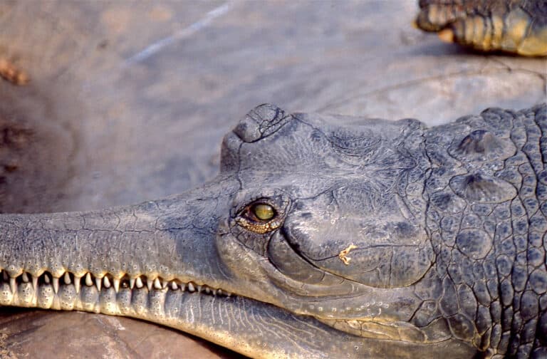 gharial (gavialis gangeticus) close up (19812075149)