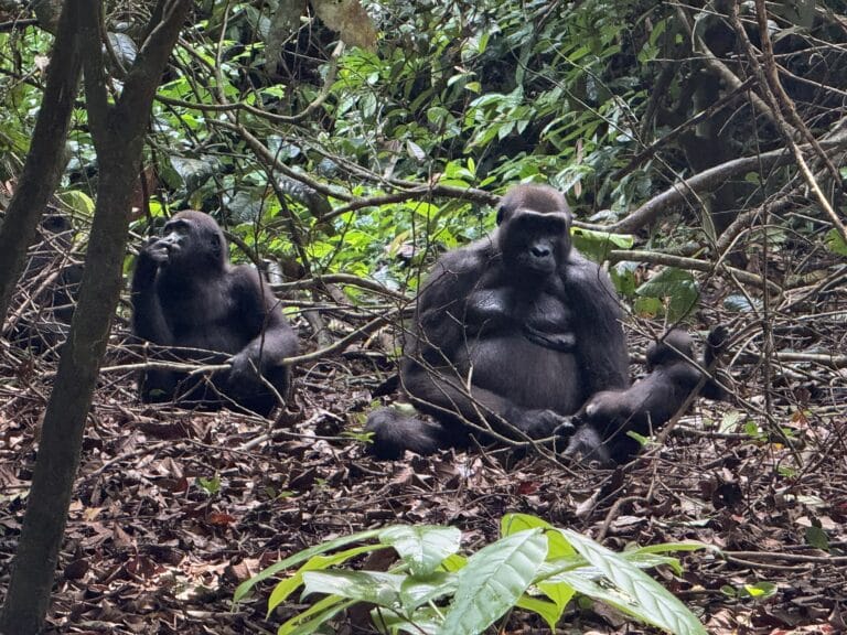 western lowland gorilla mother and children