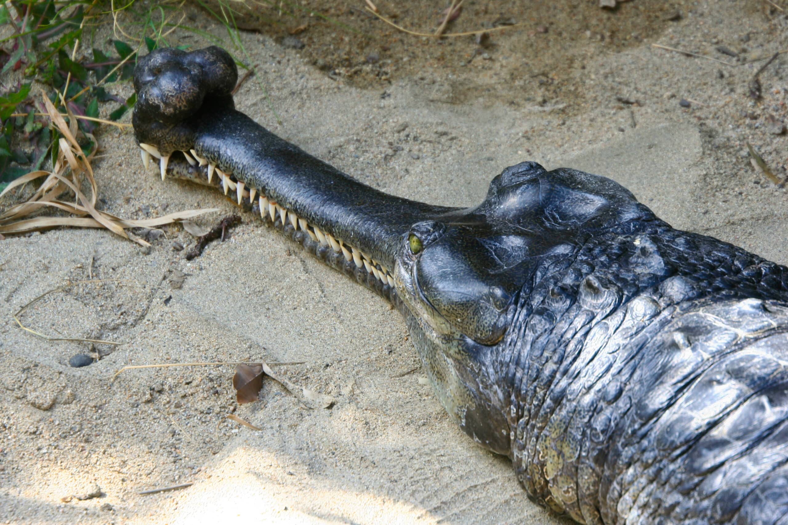 gavialis gangeticus san diego zoo 8a