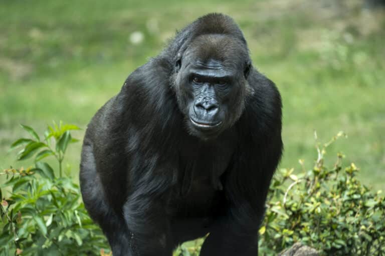 western lowland gorilla (gorilla gorilla gorilla) Western Lowland Gorilla