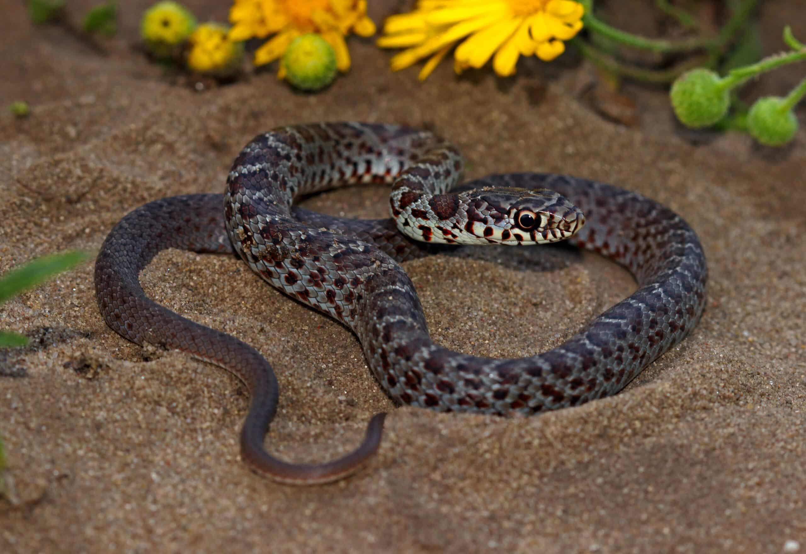 coluber constrictor foxii, abwehrhaltung