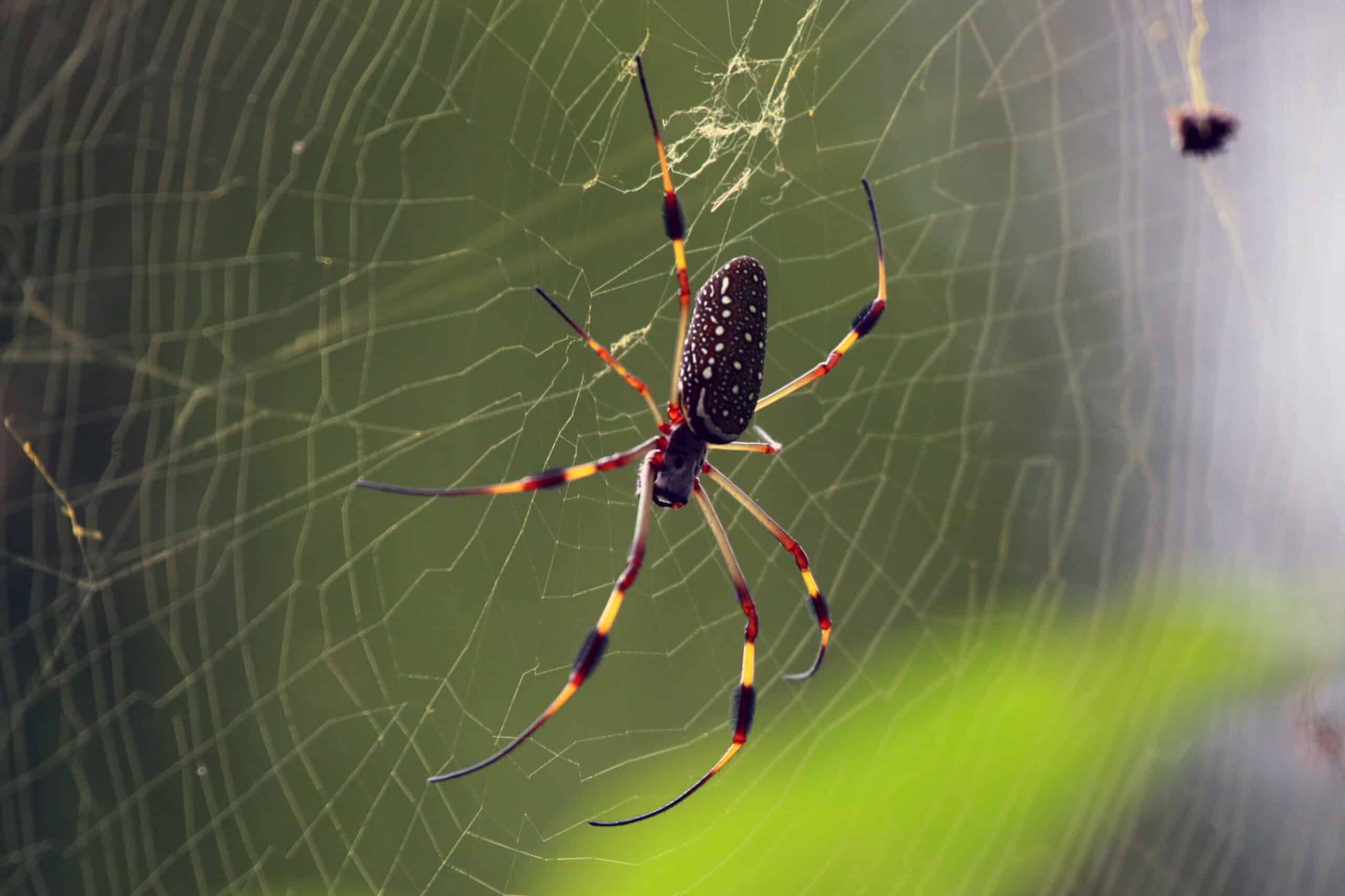 golden silk orb weaver spider nephila clavipes) female  Orb Weaver