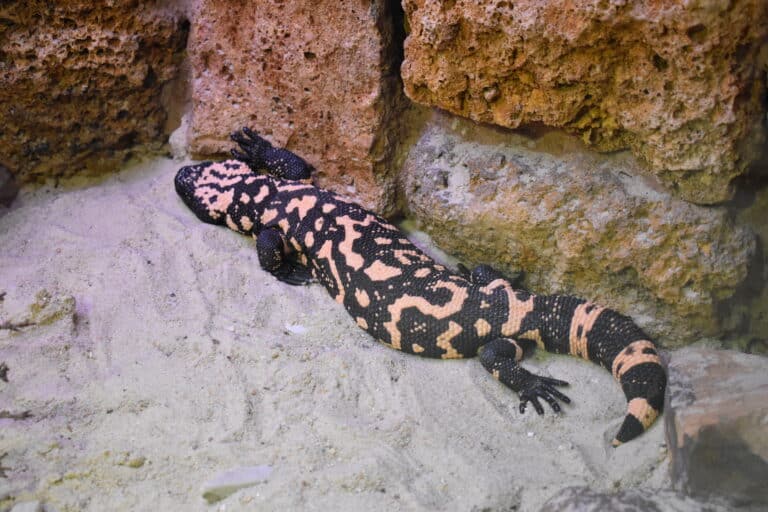 alligator bay heloderma suspectum 01