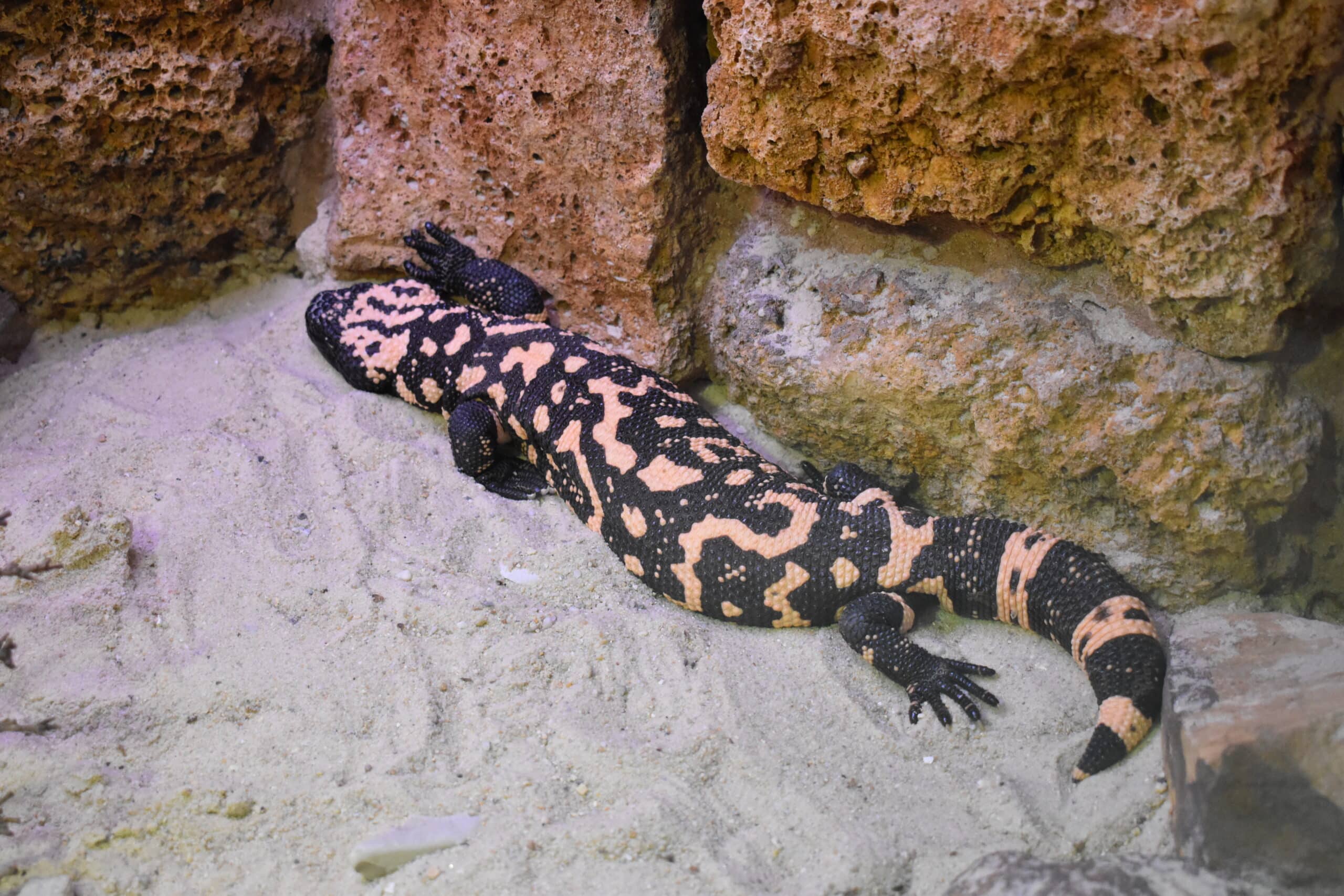alligator bay heloderma suspectum 01