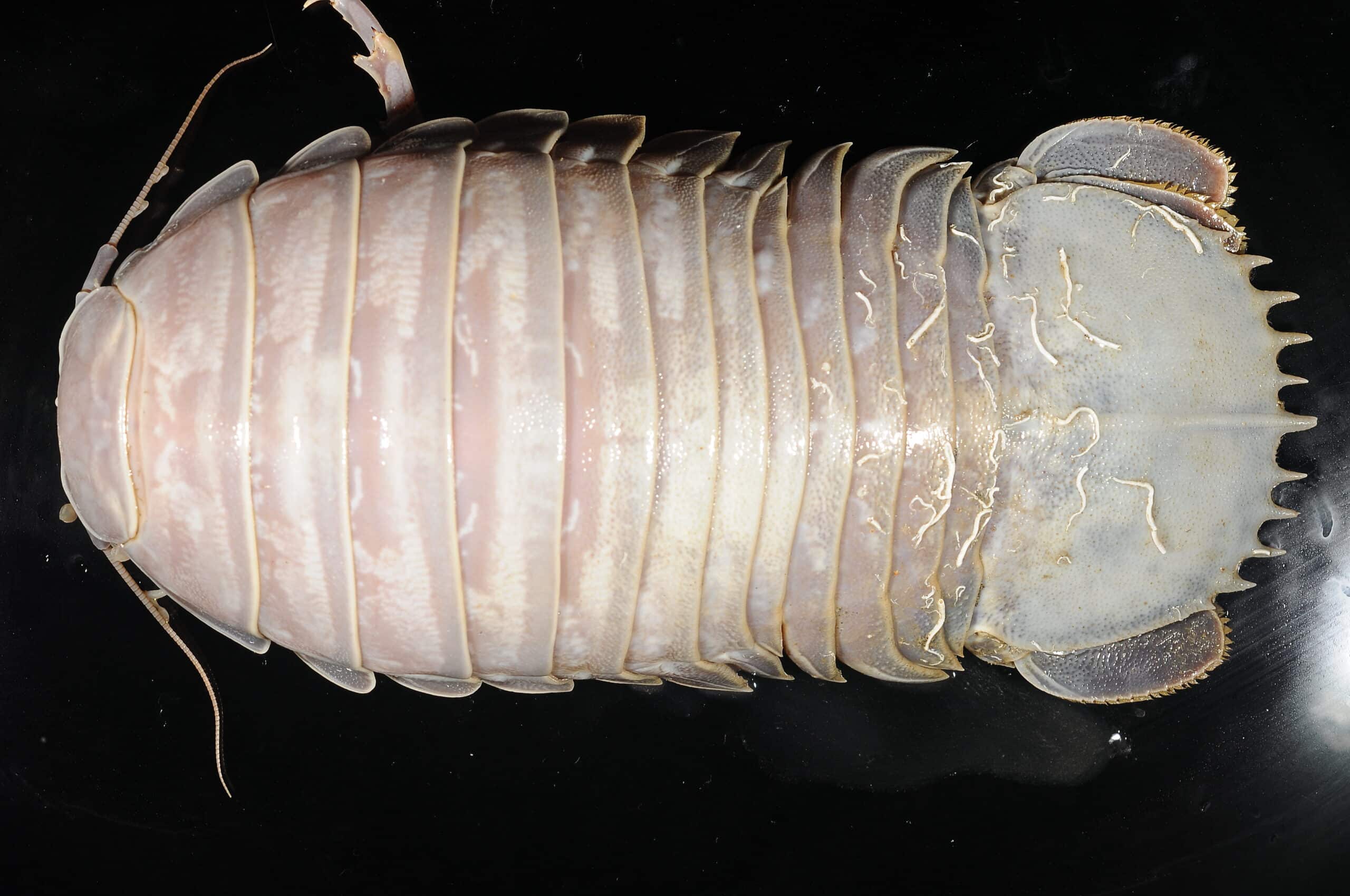 bathynomus giganteus (mnhn iu 2013 2922) 003 bathynomus giganteus (mnhn iu 2013 2922) 003