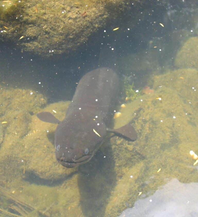 file:new zealand long fin eel.jpg file:new zealand long fin eel.jpg