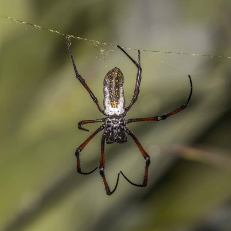 golden orb weaver spider (nephila inaurata madagascariensis) female 3