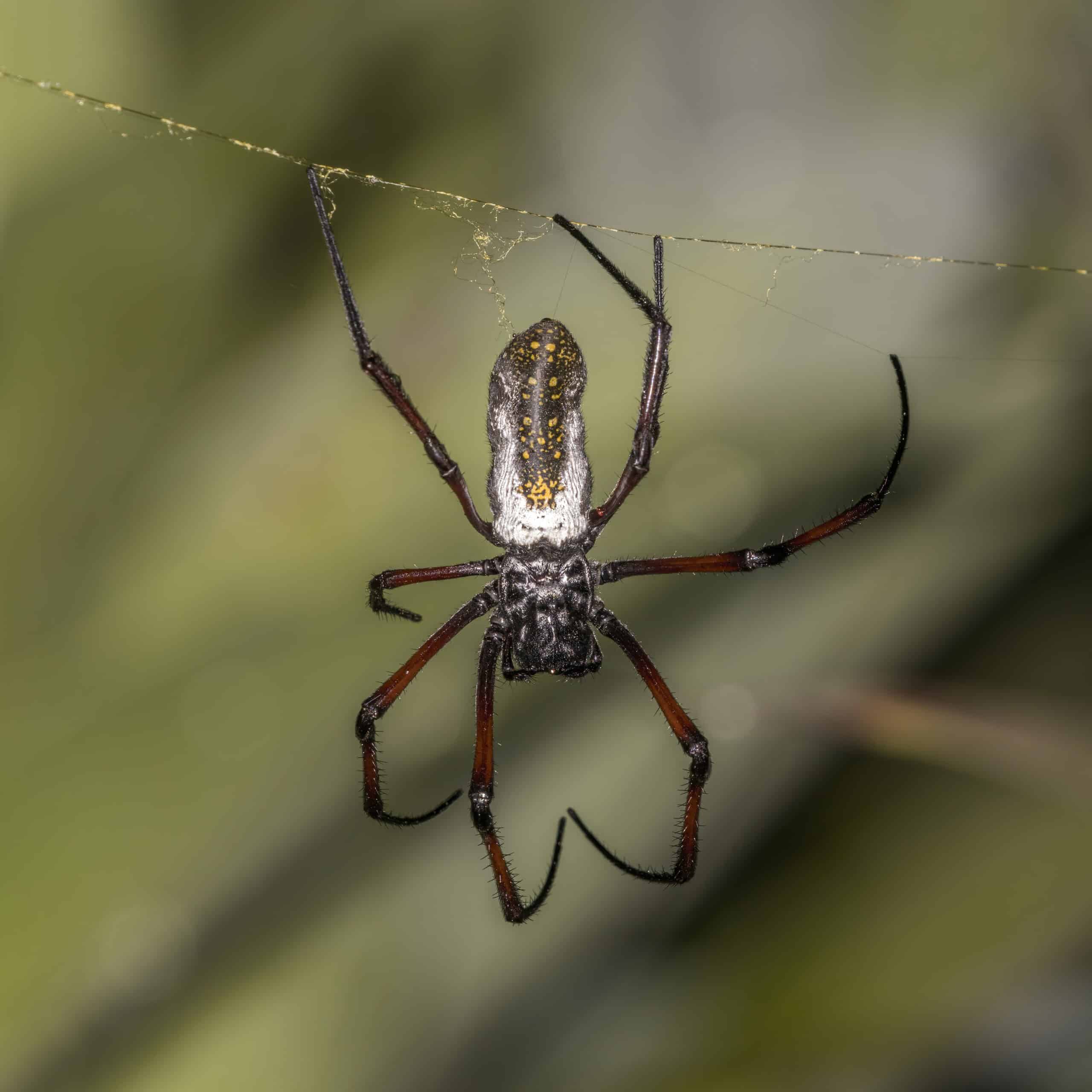 golden orb weaver spider (nephila inaurata madagascariensis) female 3