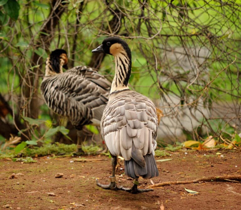 branta sandvicensis honolulu zoo, hawaii, usa two 8a branta sandvicensis honolulu zoo, hawaii, usa two 8a
