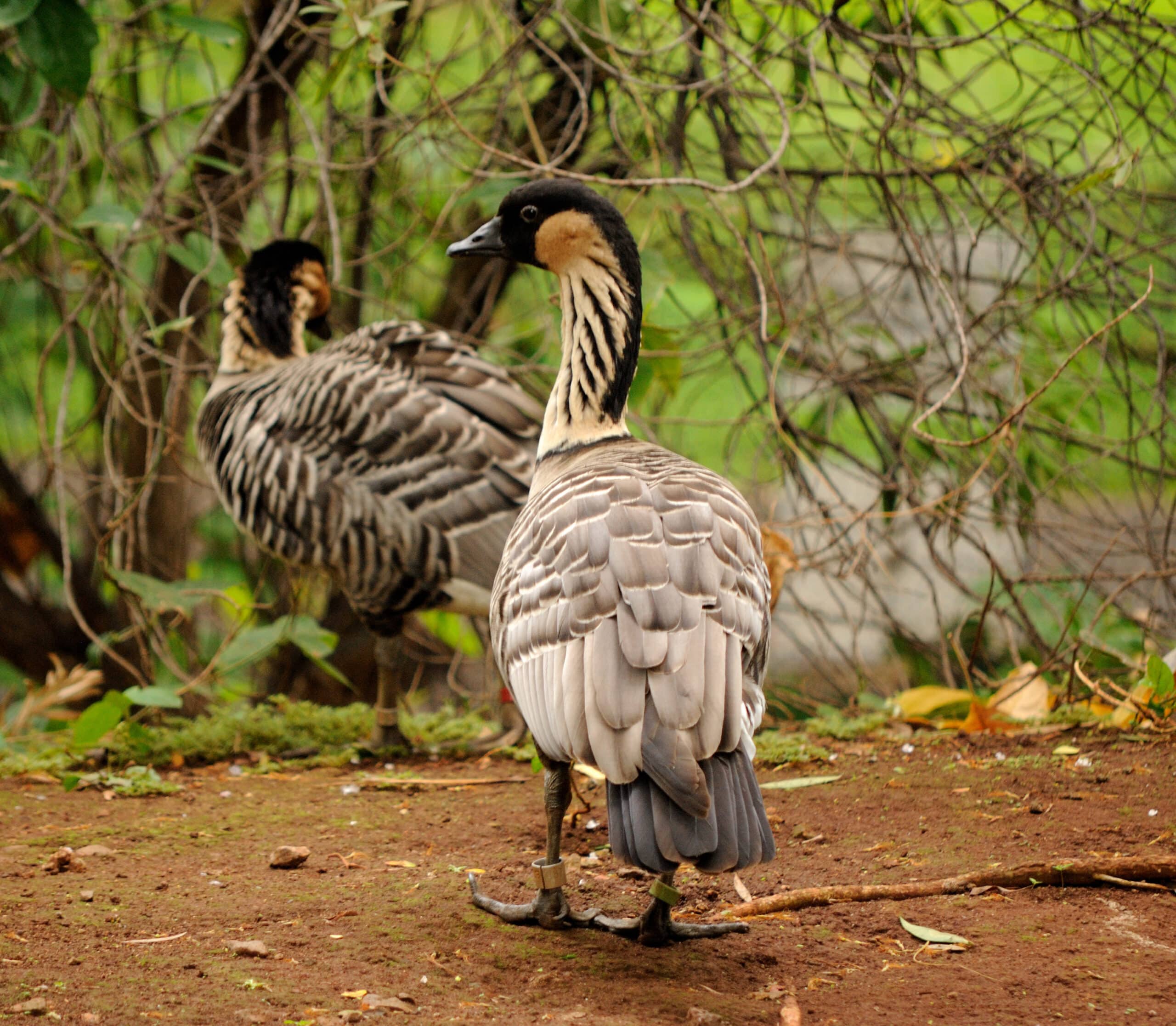 branta sandvicensis honolulu zoo, hawaii, usa two 8a branta sandvicensis honolulu zoo, hawaii, usa two 8a