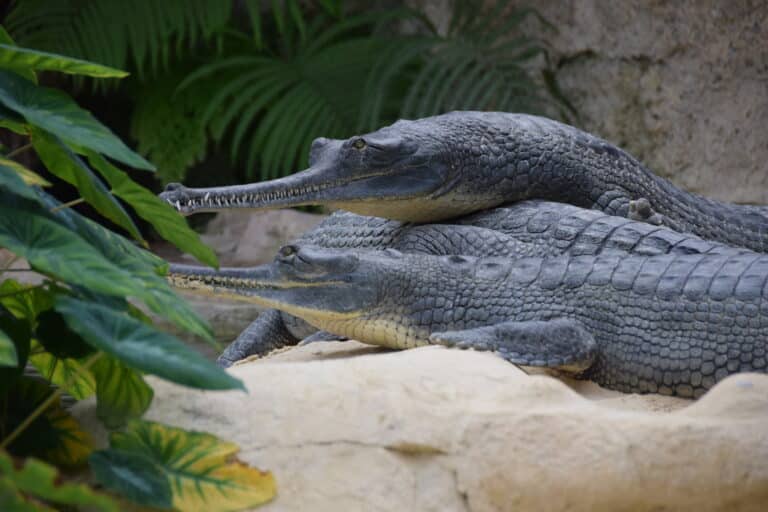 file:gavial du gange (gavialis gangeticus), ferme aux crocodiles.jpg
