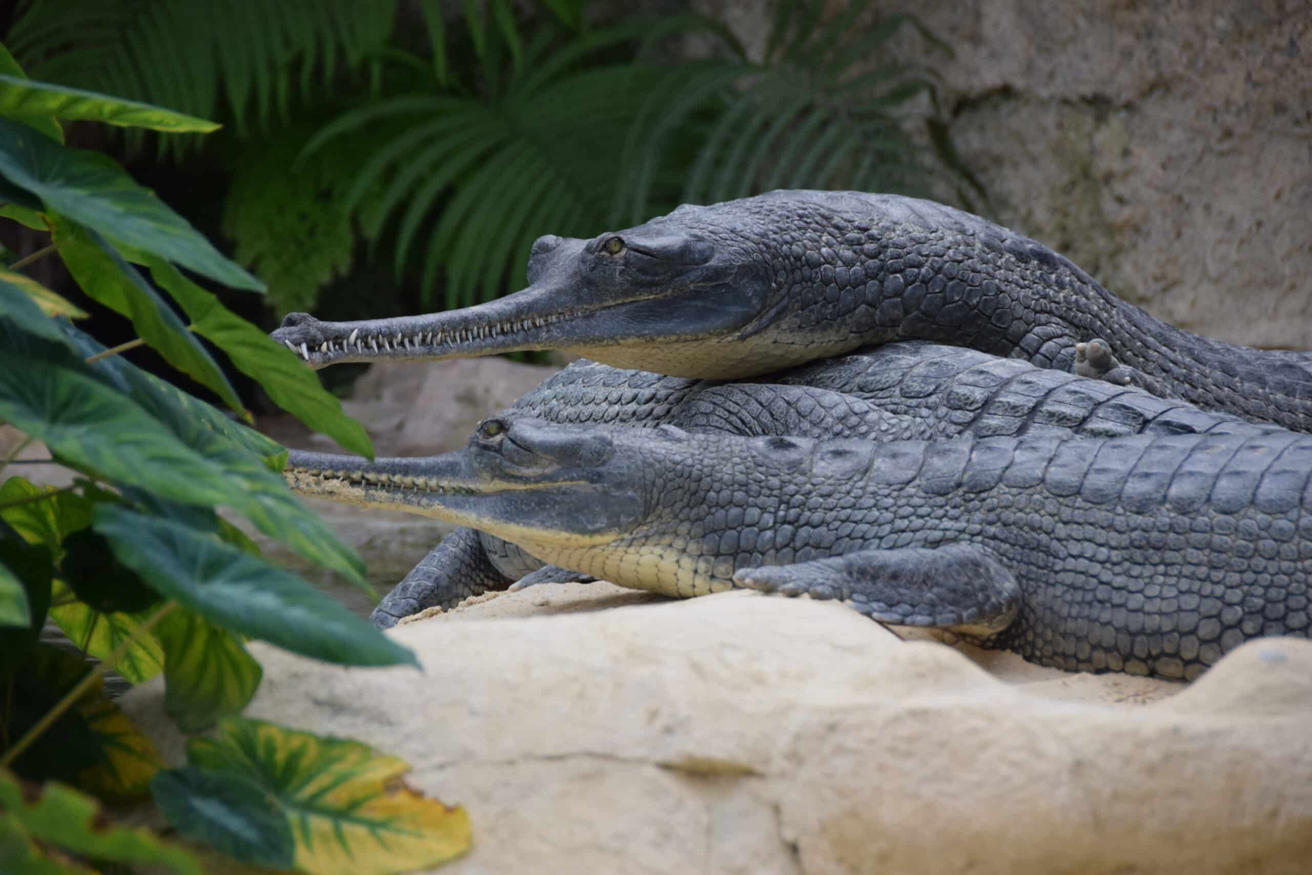 file:gavial du gange (gavialis gangeticus), ferme aux crocodiles.jpg