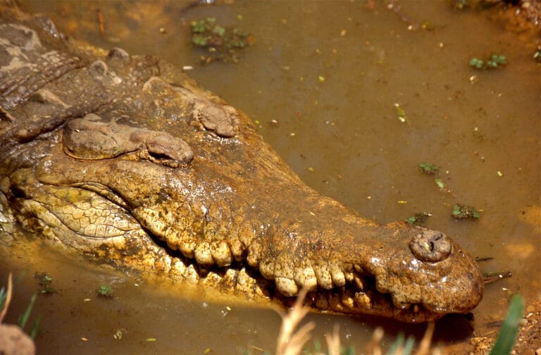 orinoco crocodile (crocodylus intermedius) (35279140461)