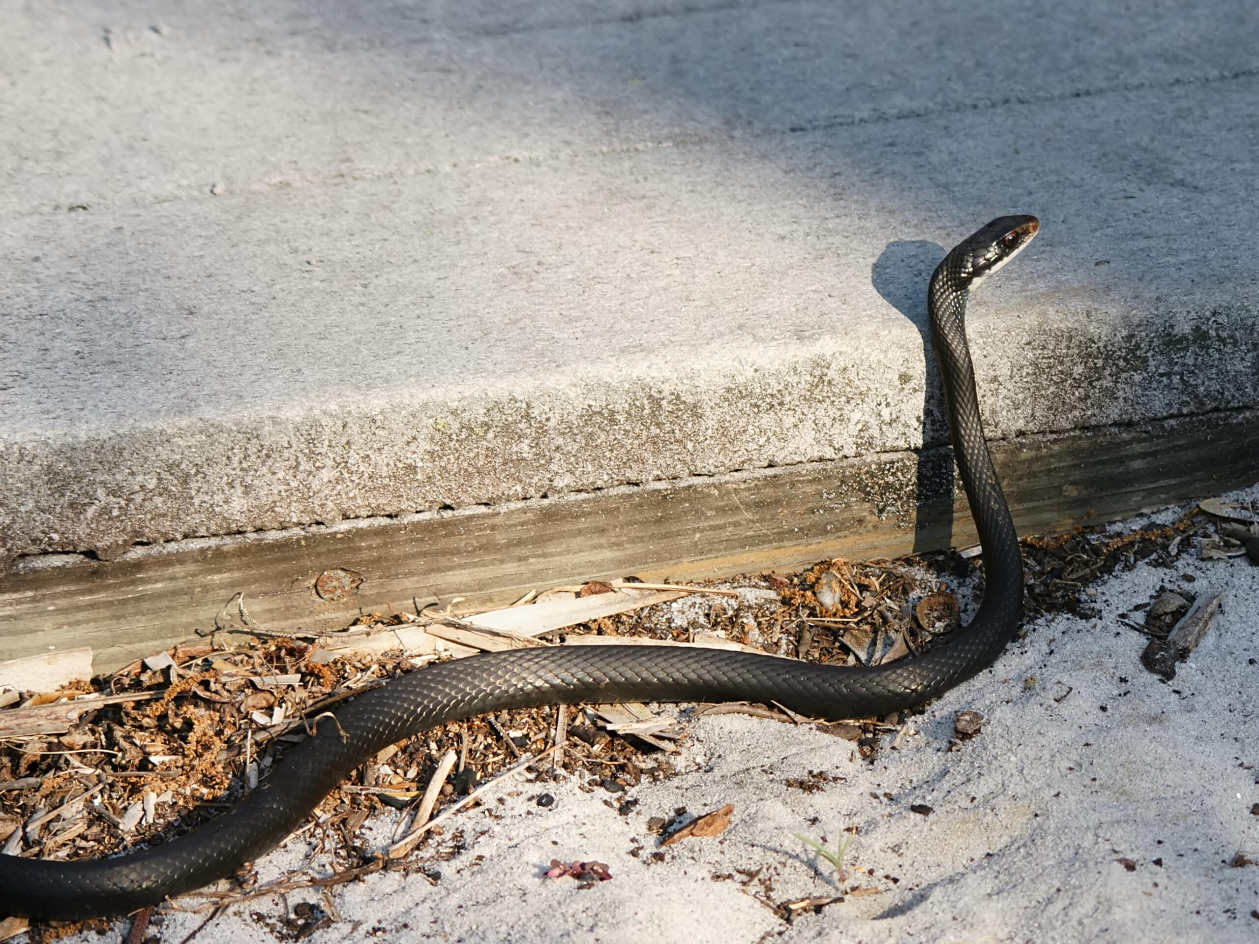coluber constrictor priapus