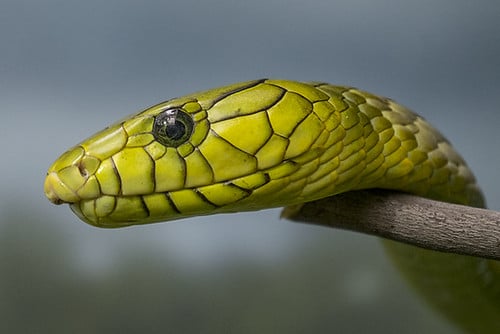 west african green mamba (dendroaspis viridis) west african green mamba (dendroaspis viridis)