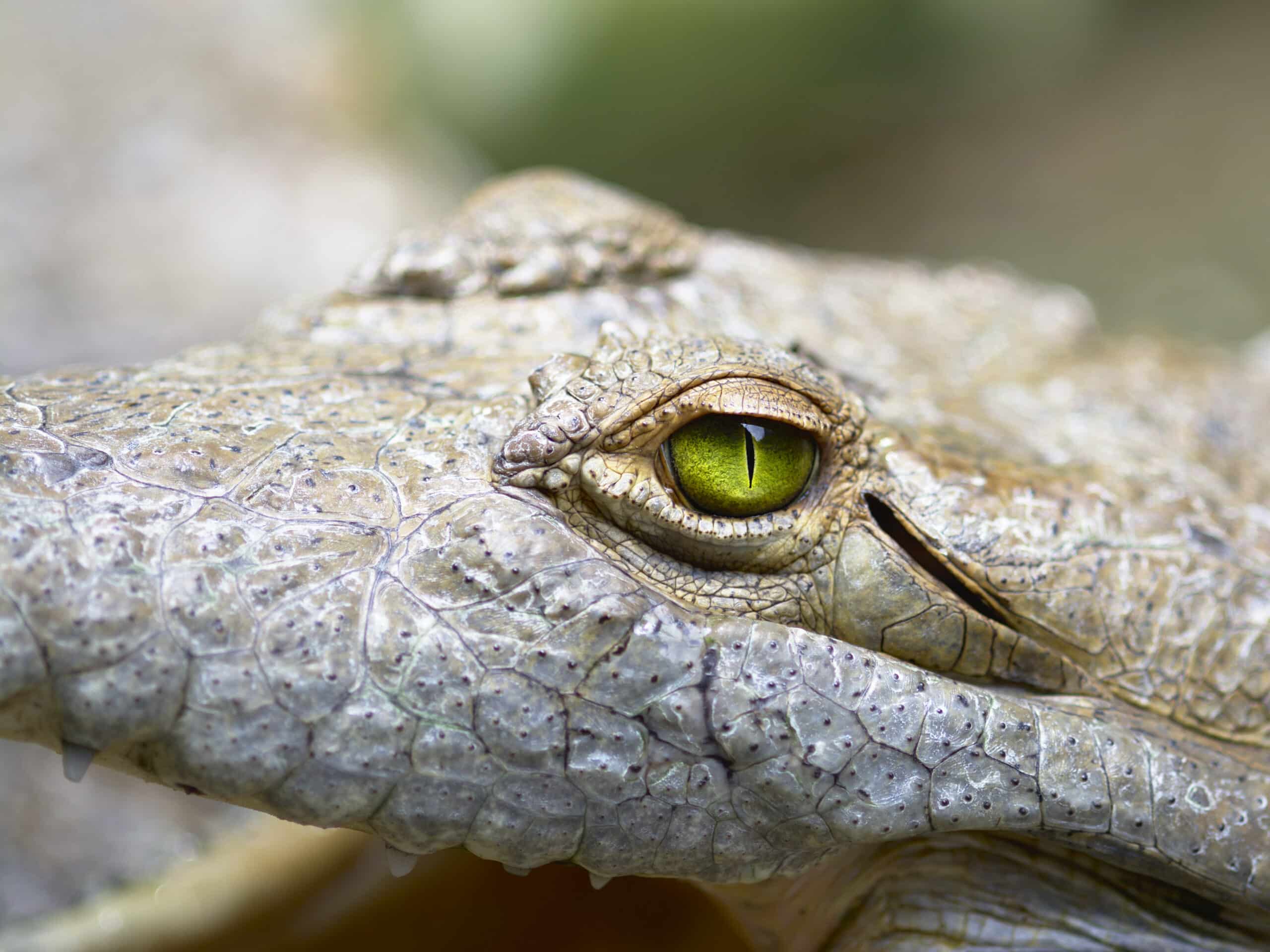 close up of crocodylus intermedius