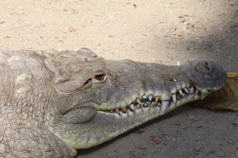 cocodrilo del orinoco crocodylus intermedius