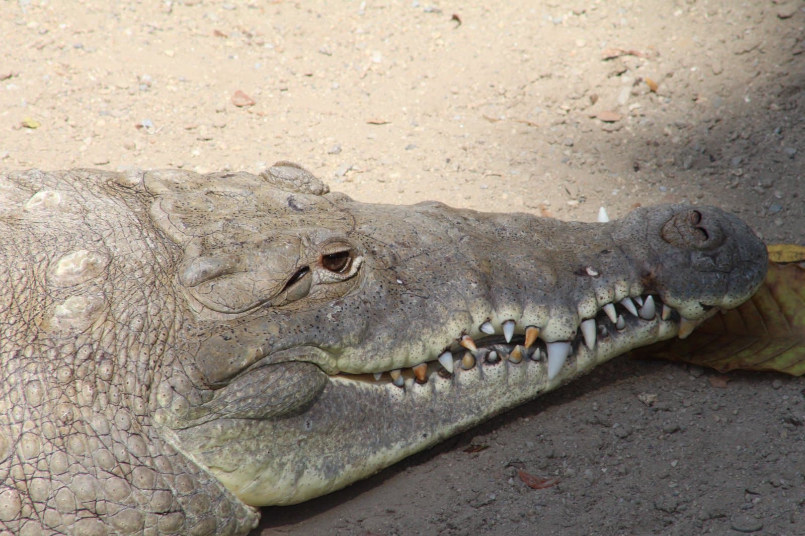 cocodrilo del orinoco crocodylus intermedius