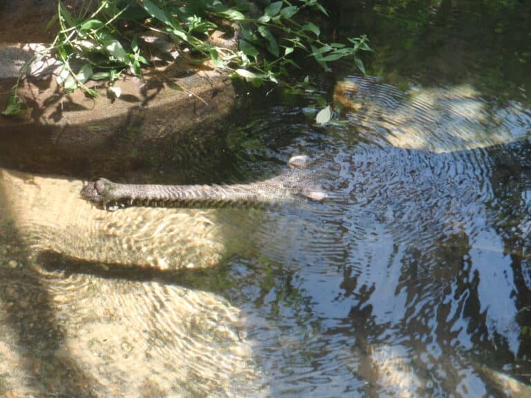 gavialis gangeticus at national zoo