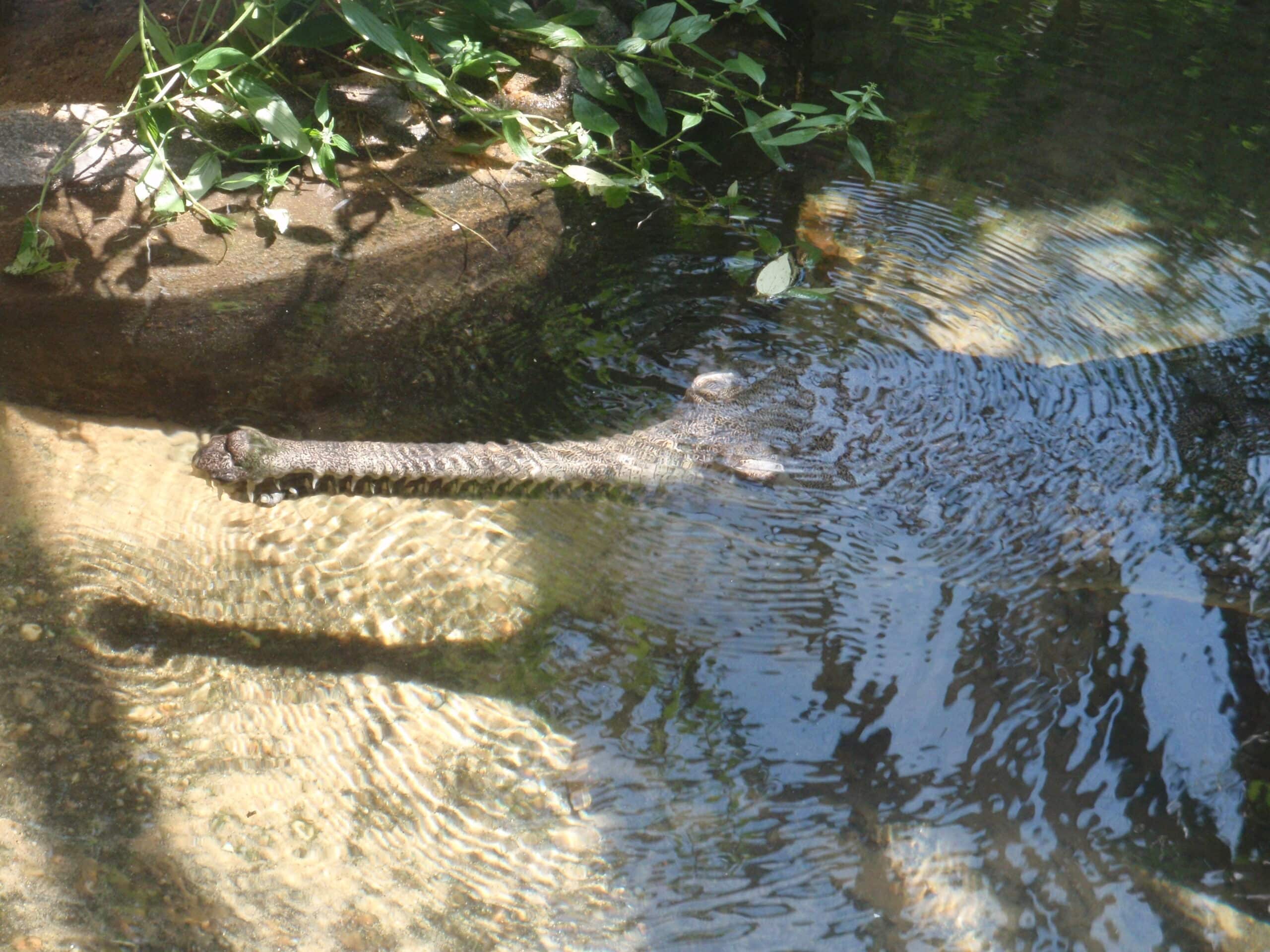 gavialis gangeticus at national zoo