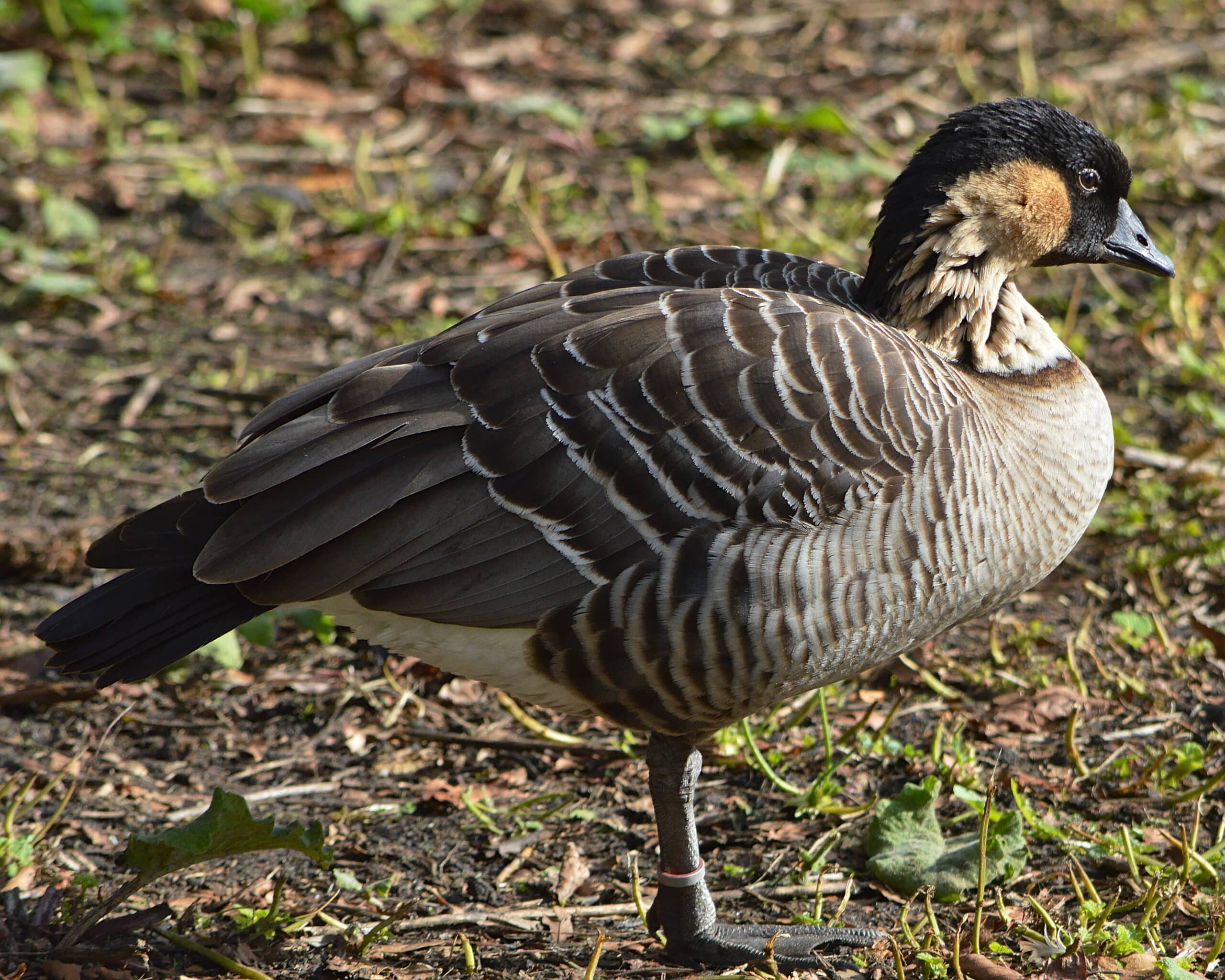 hawaiian goose (branta sandvicensis) london, england 2023 10 26 hawaiian goose (branta sandvicensis) london, england 2023 10 26