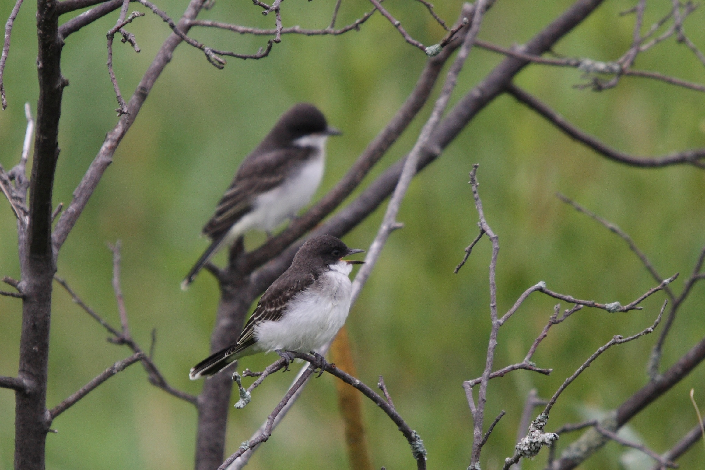tyrannus tyrannus fledge