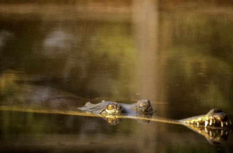 gharial (gavialis gangeticus) female captive specimen (20469771858)