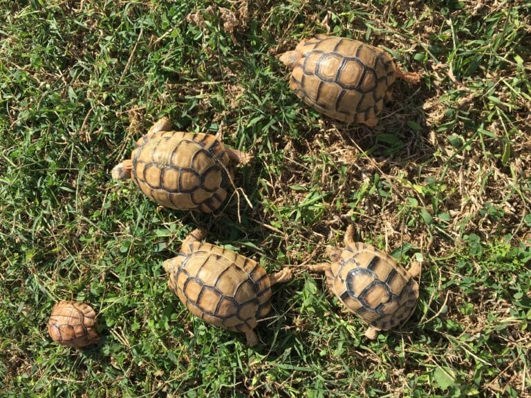 testudo kleinmanni by hatem moushir in alxandria 1
