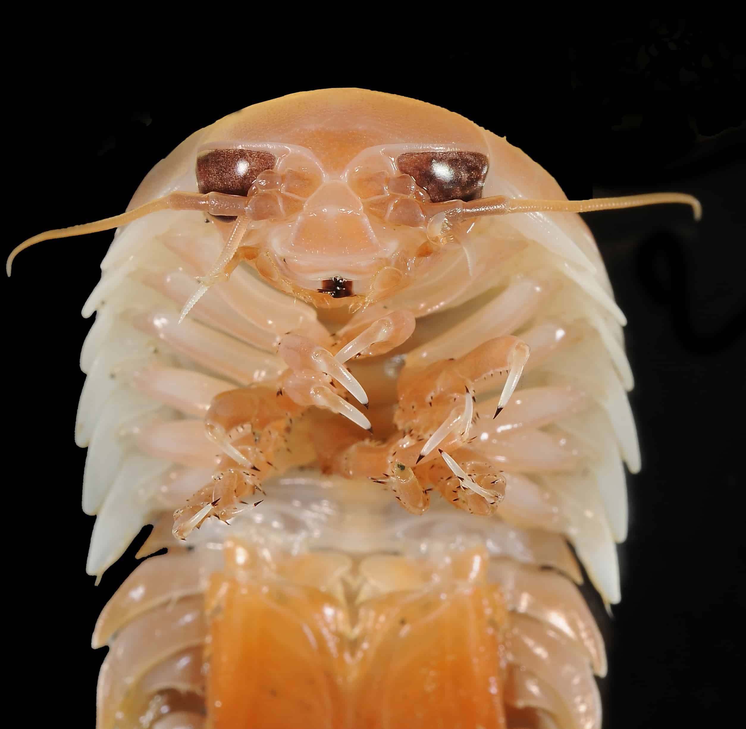 bathynomus giganteus (mnhn iu 2013 2920) 002 bathynomus giganteus (mnhn iu 2013 2920) 002
