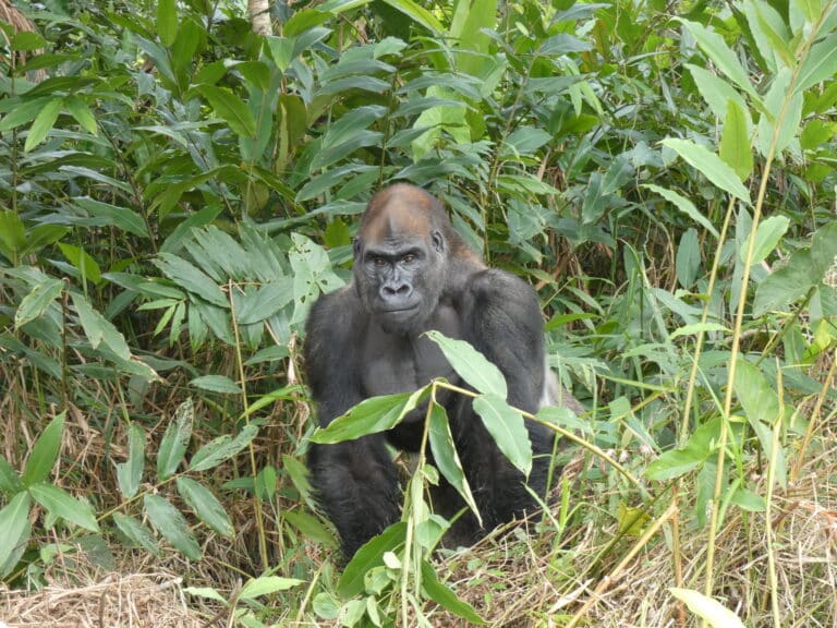 gorilla gorilla gorilla 327975185