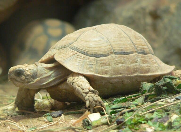 file:testudo kleinmanni 2008 11 02 248.jpg Egyptian Tortoise