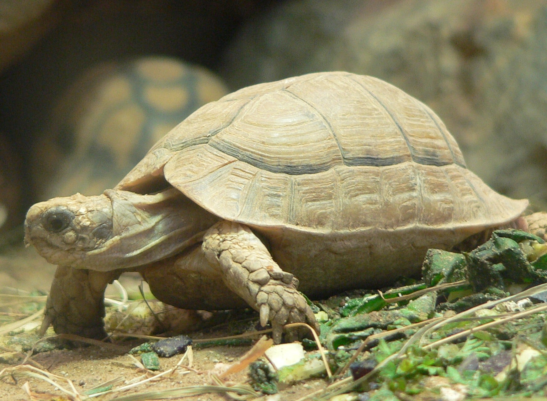 file:testudo kleinmanni 2008 11 02 248.jpg  Egyptian Tortoise