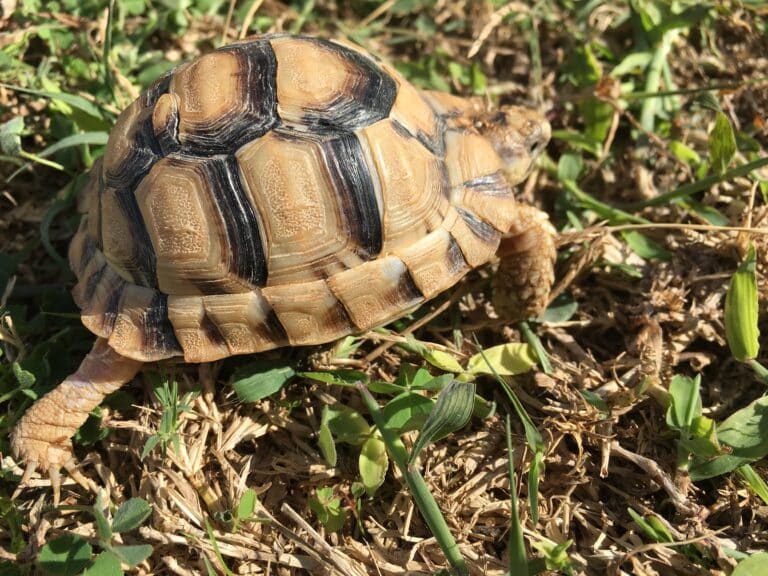 testudo kleinmanni by hatem moushir in alxandria 2