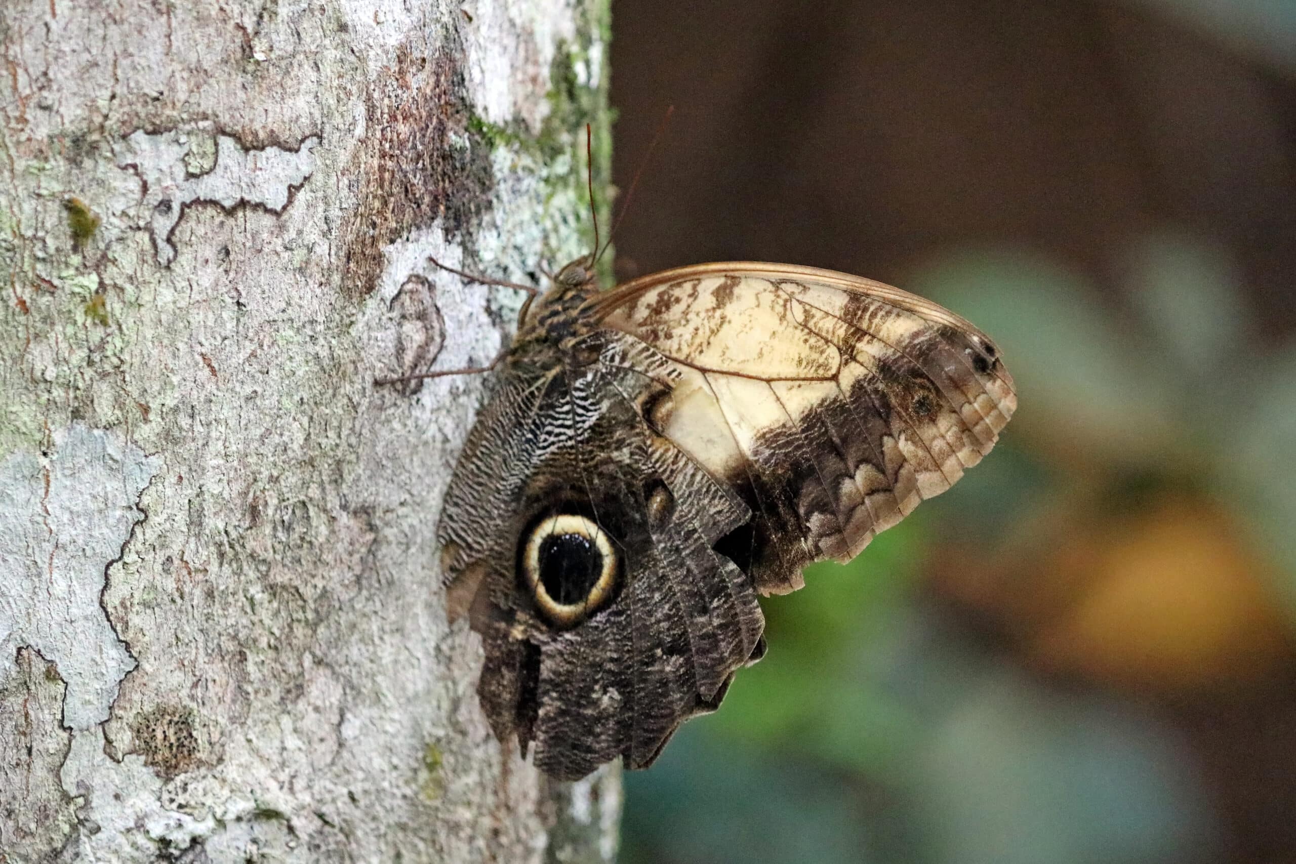Owl Butterfly