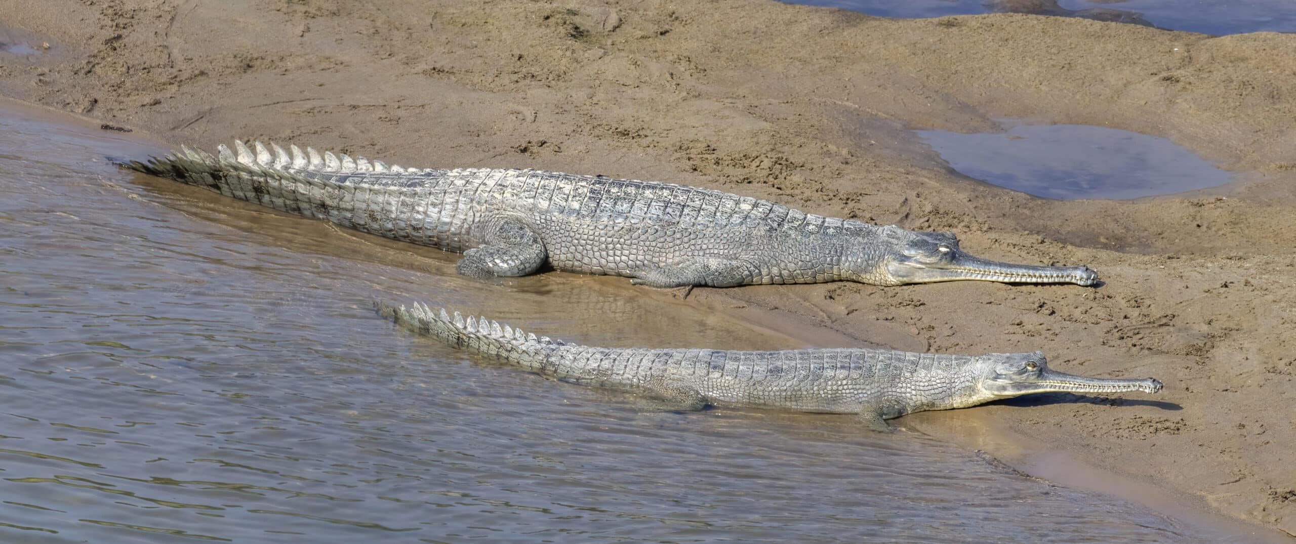 gharial (gavialis gangeticus) female and juvenile
