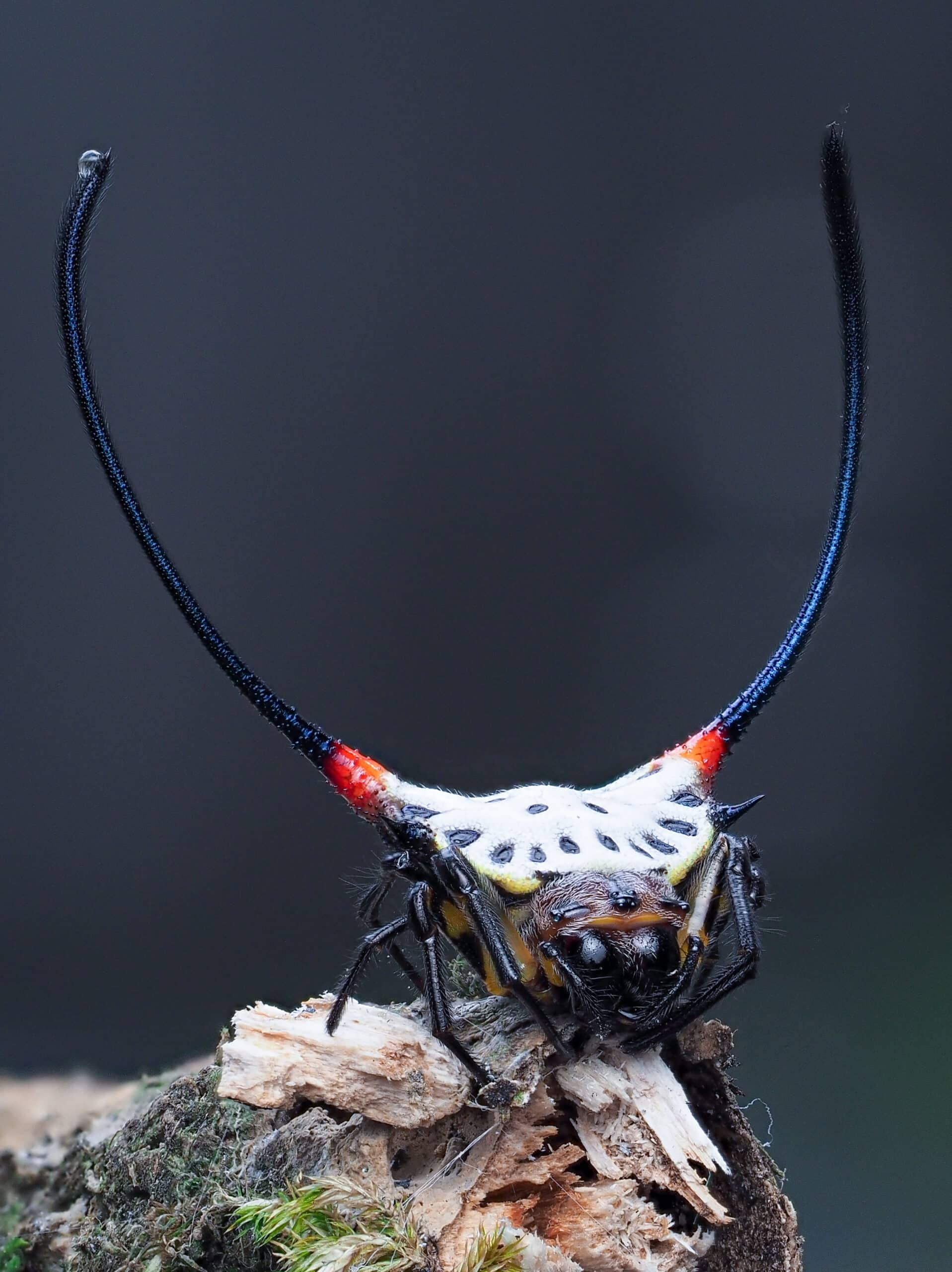 gasteracantha sanguinea (spiny orb weaver)