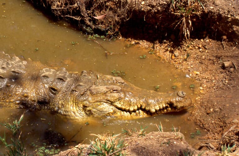 orinoco crocodile (crocodylus intermedius) (34566274184)