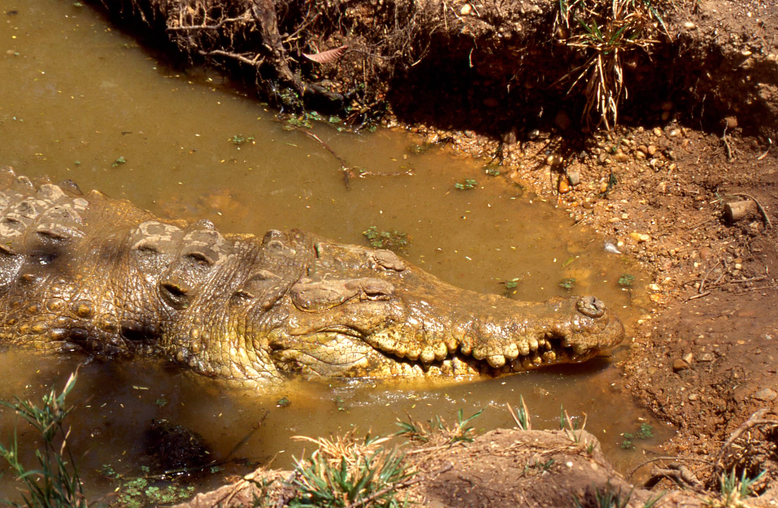 orinoco crocodile (crocodylus intermedius) (34566274184)