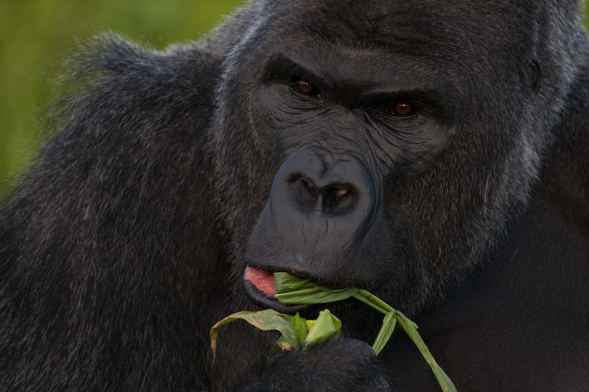 file:western lowland gorilla (gorilla gorilla gorilla) closeup eating.jpg