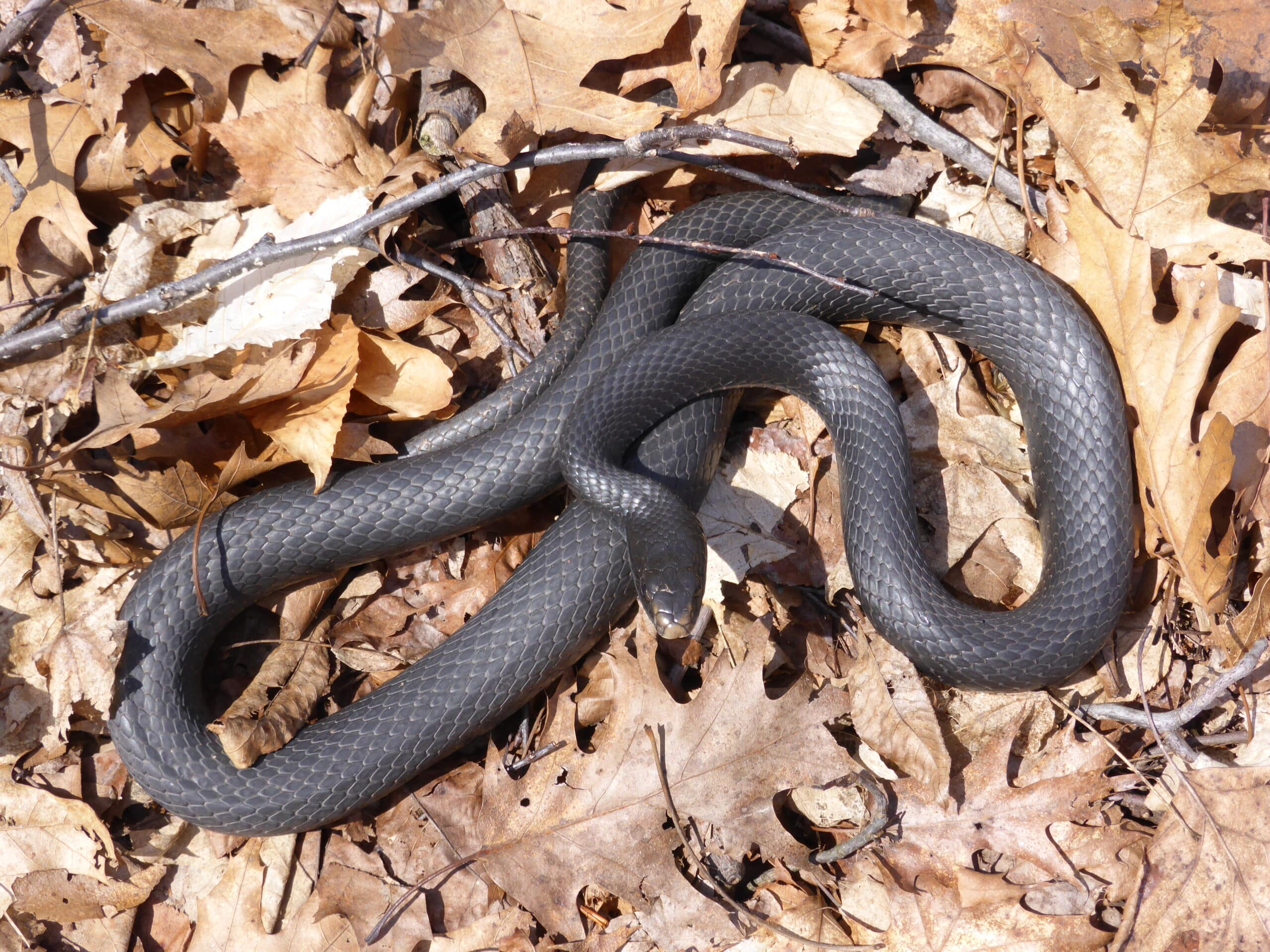colubridae coluber constrictor constrictor (northern black racer) 35700025365