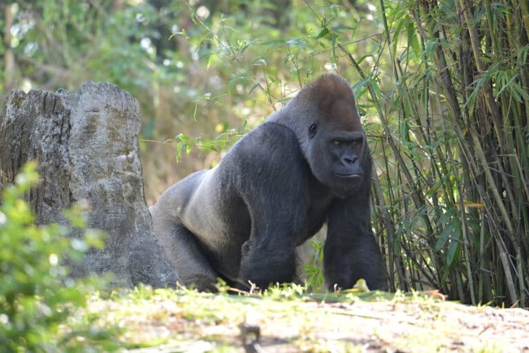 western lowland gorilla(gorilla gorilla gorilla)