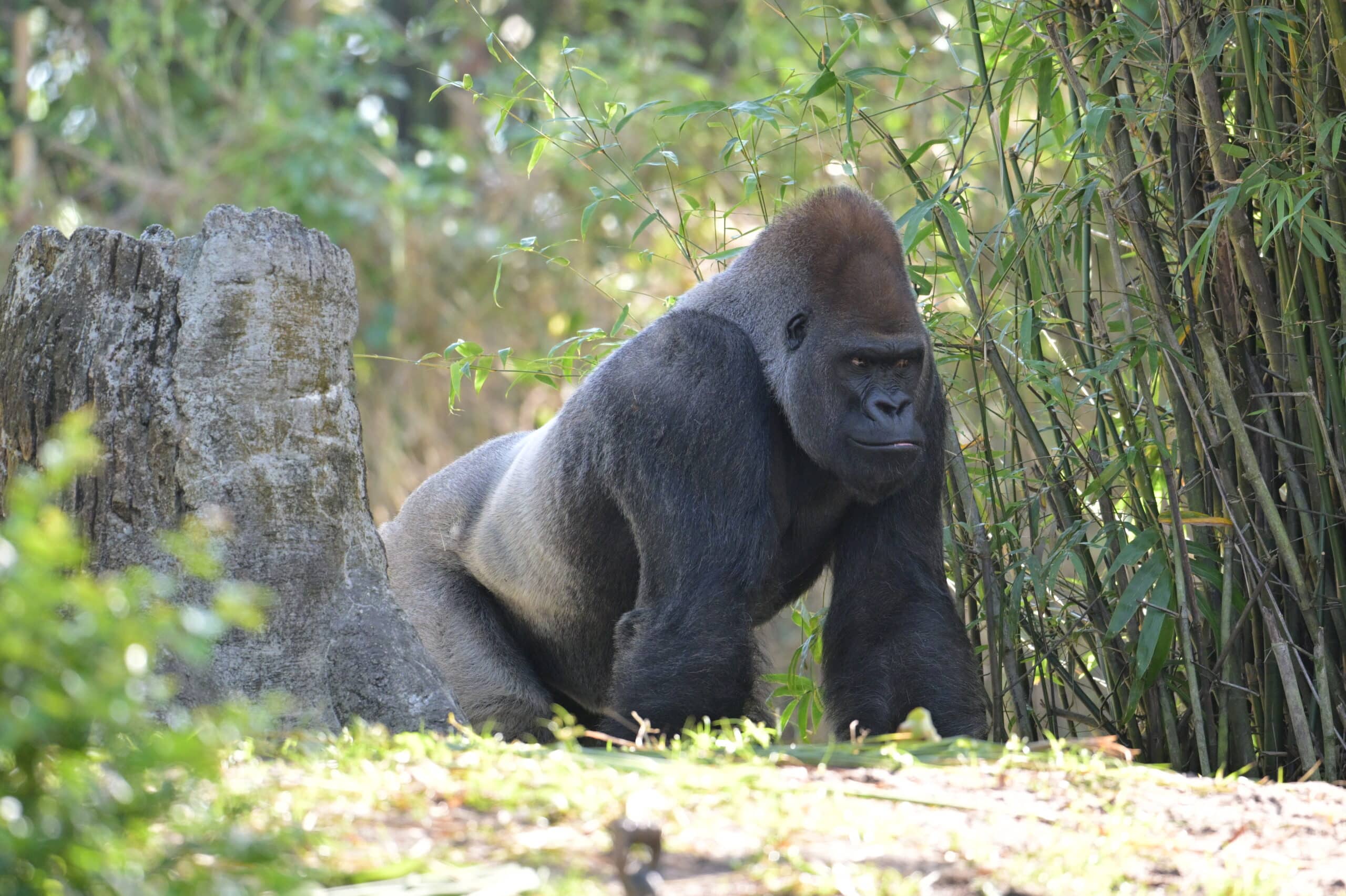 western lowland gorilla(gorilla gorilla gorilla)